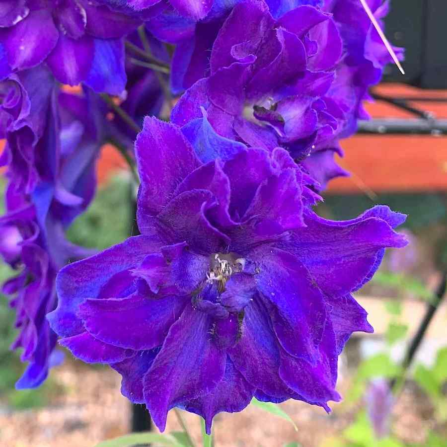 Delphinium Pagan Purples