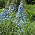 Delphinium Summer Skies
