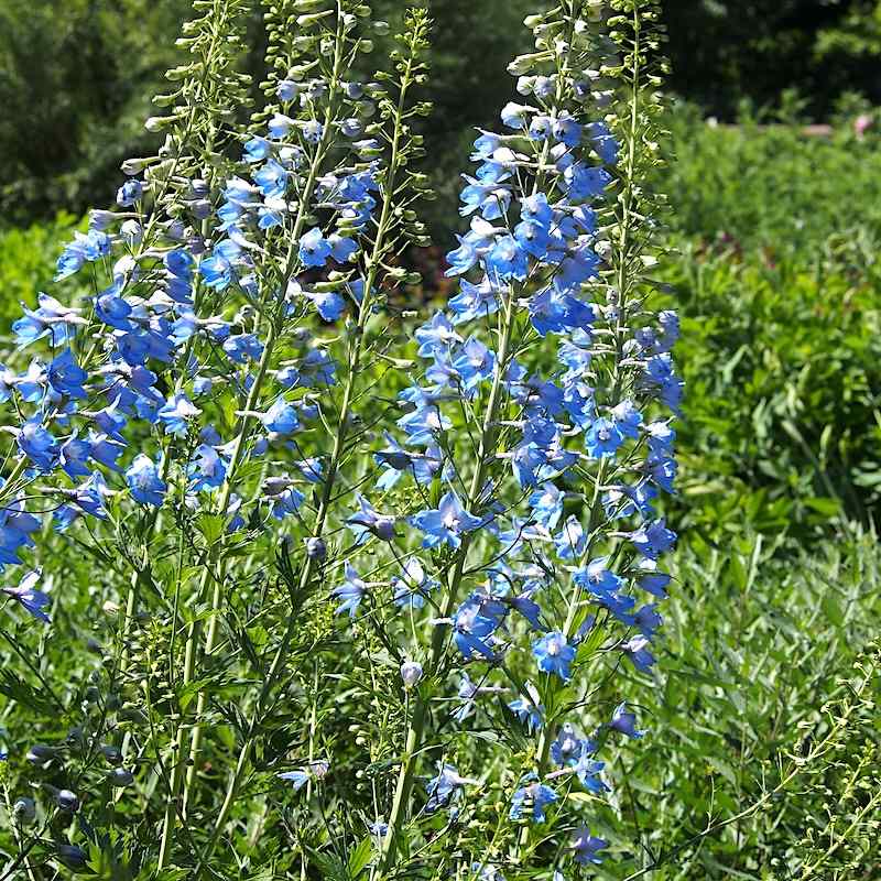 Delphinium ‘Summer Skies’ – Ridderspore