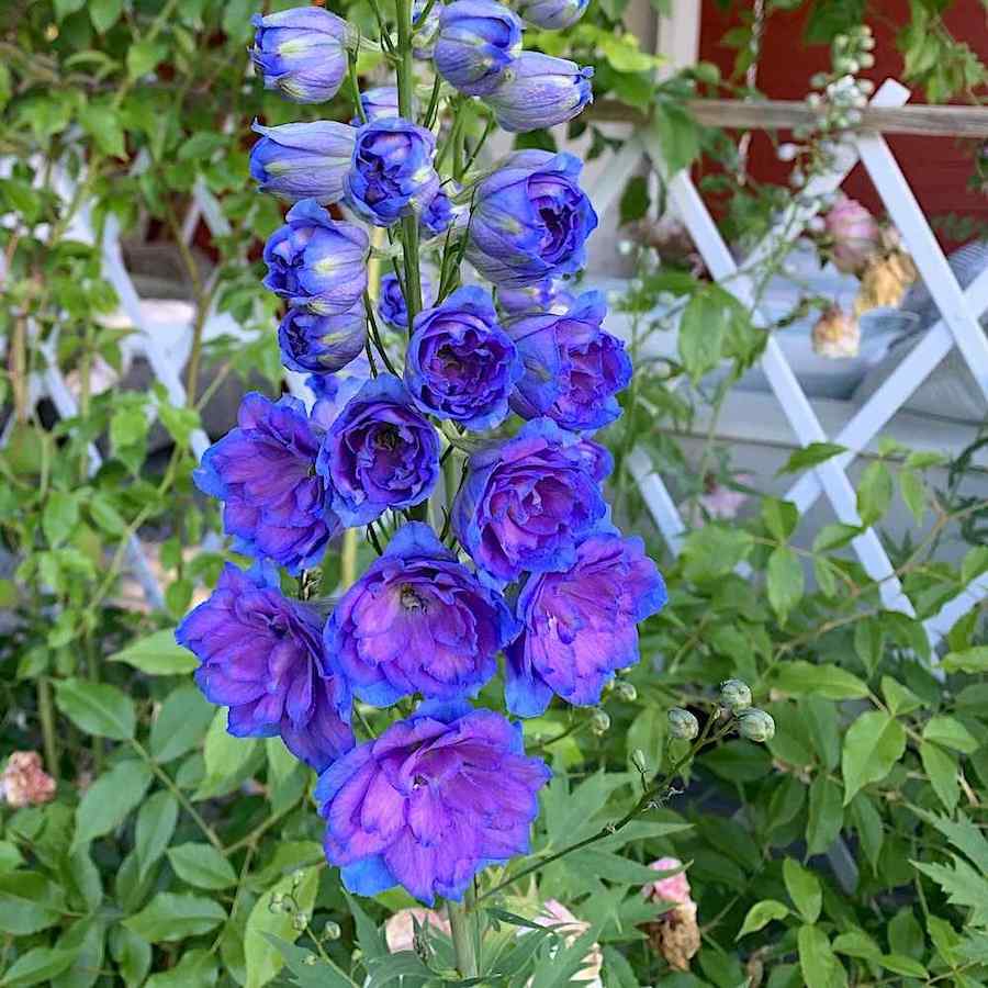 Delphinium Wishful Thinking