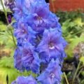 Delphinium elatum Blue Lace