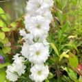 Delphinium elatum Double Innocence