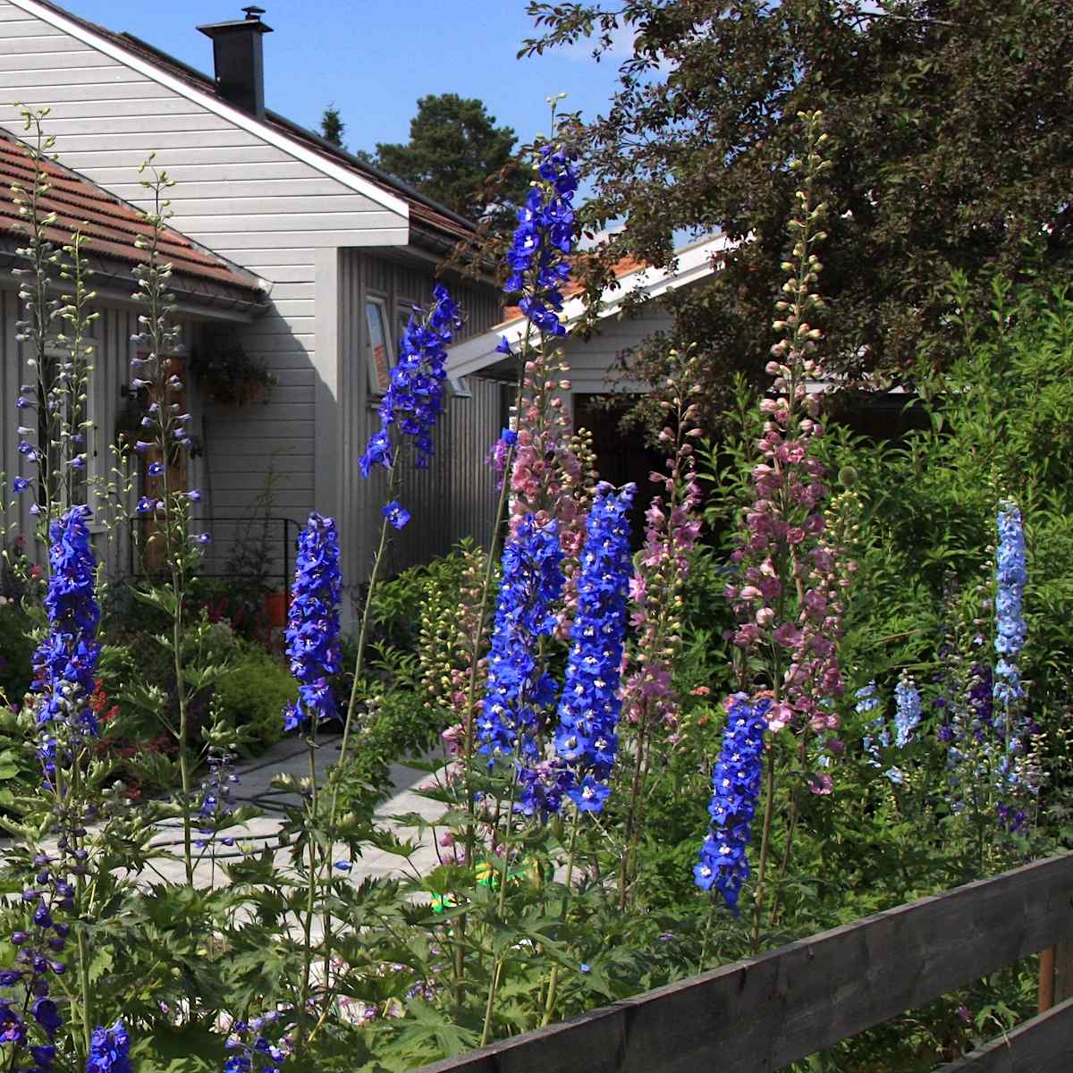 Delphinium