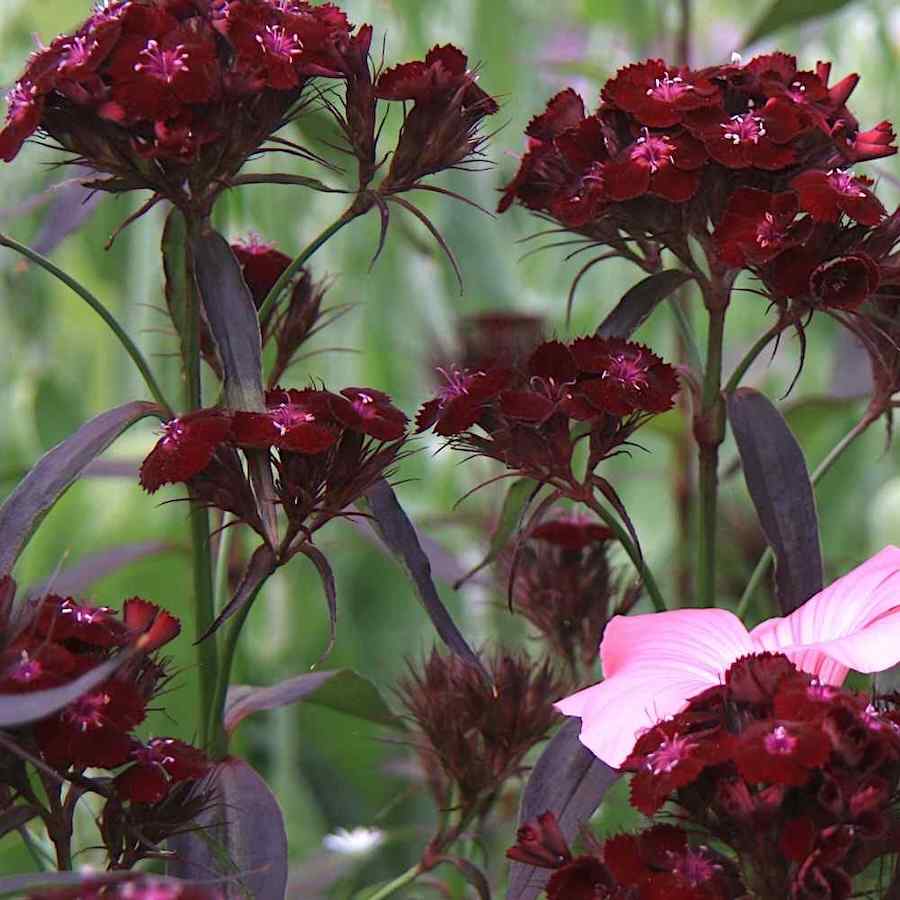 Dianthus barbatus nigrescens 'Sooty'
