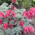 Dicentra Burning Hearts