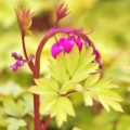 Dicentra Gold Heart