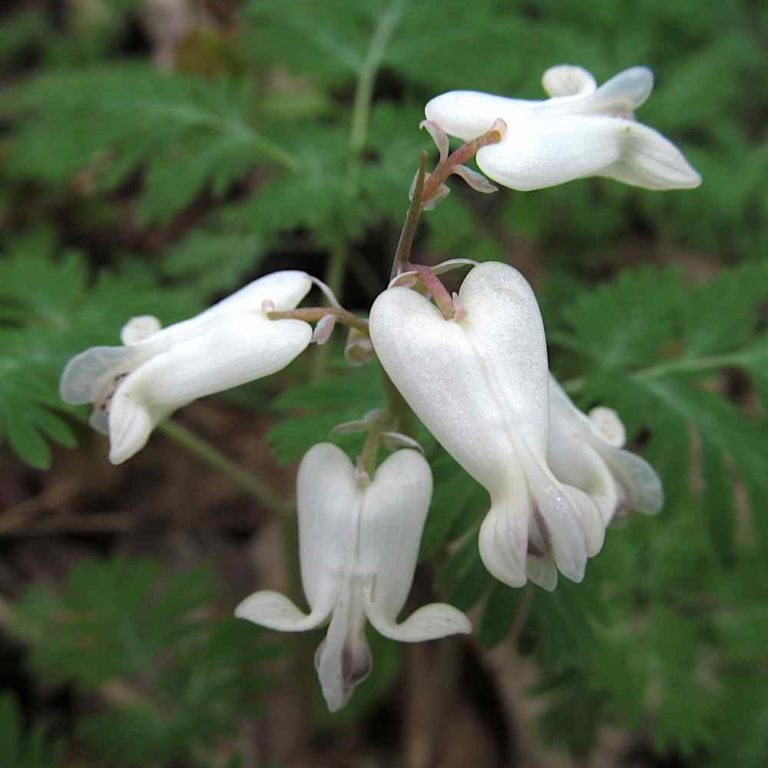 Dicentra canadensis