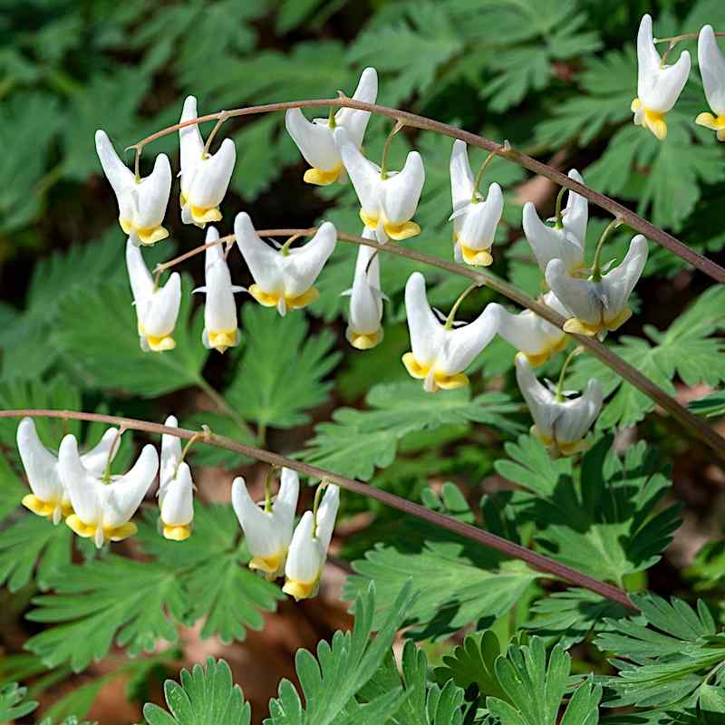 Dicentra cucullaria – Sjømannshjerte