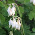 Dicentra eximia alba