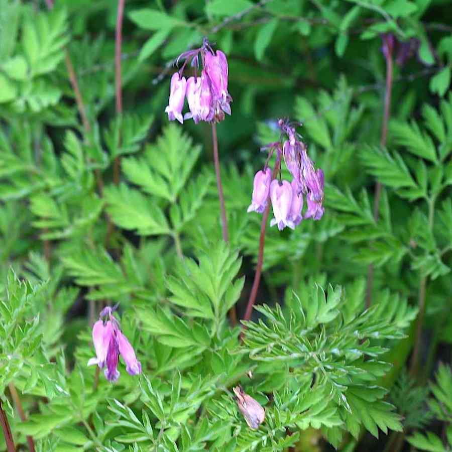 Dicentra formosa – Småhjerte