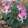 Dicentra peregrina