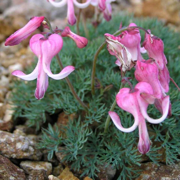 Dicentra peregrina