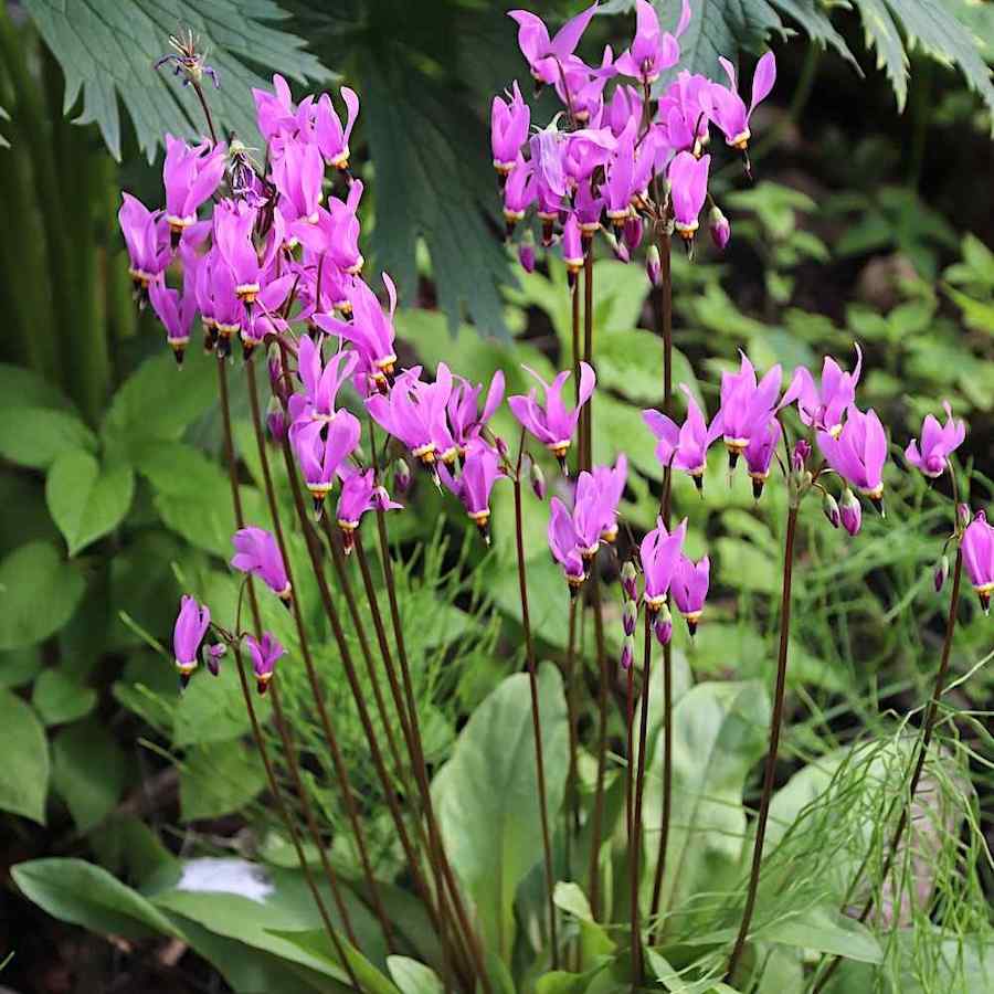 Dodecatheon meadia – Gudeblomst