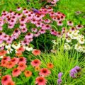 Echinacea