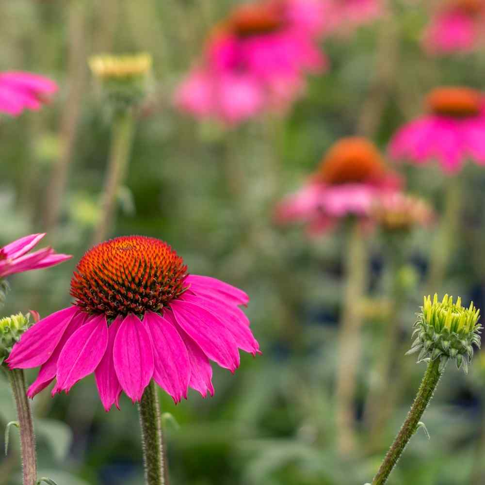 Echinacea ‘Amazing Dream’