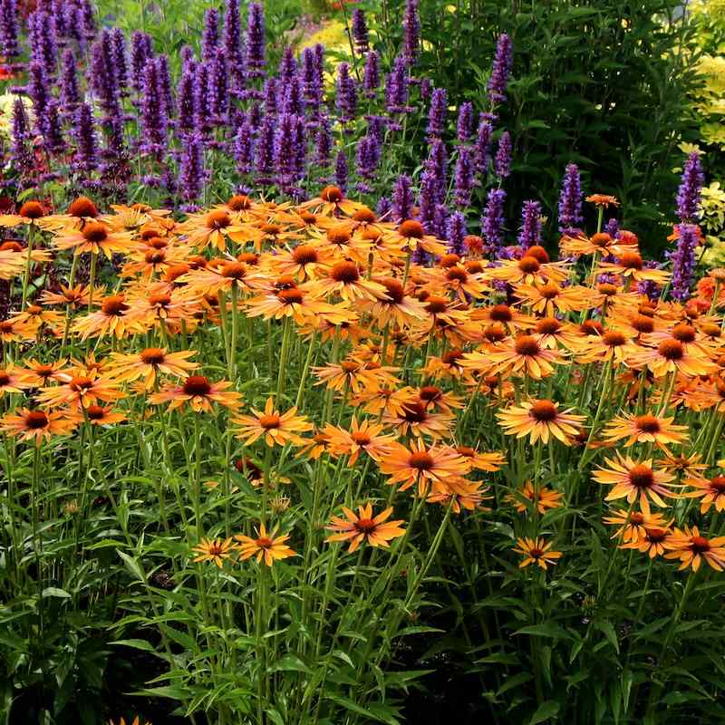 Echinacea Big Kahuna