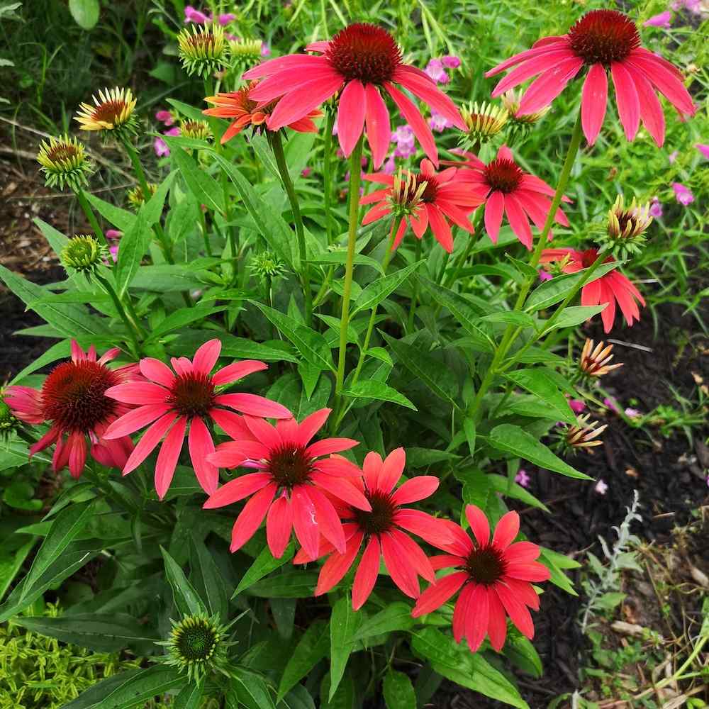 Echinacea Cheyenne Spirit