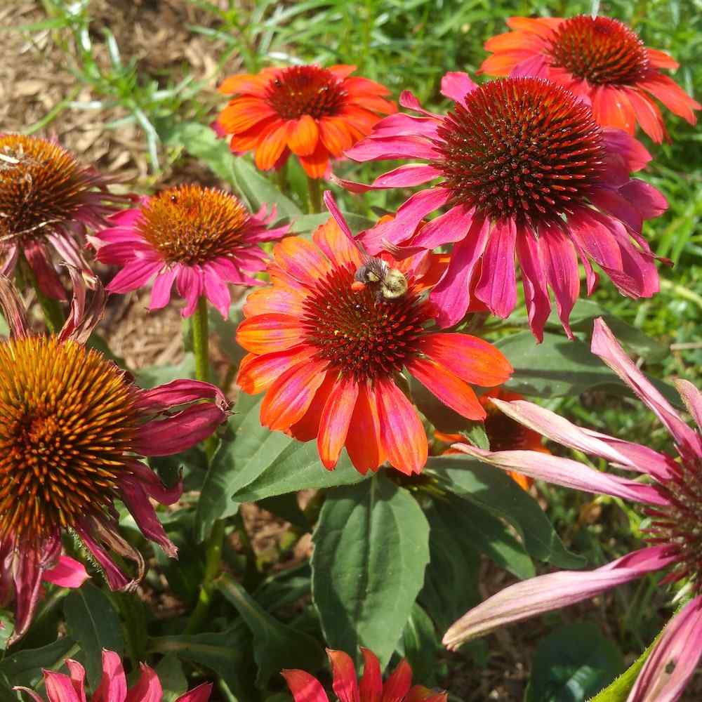 Echinacea ‘Cheyenne Spirit’ – Solhatt