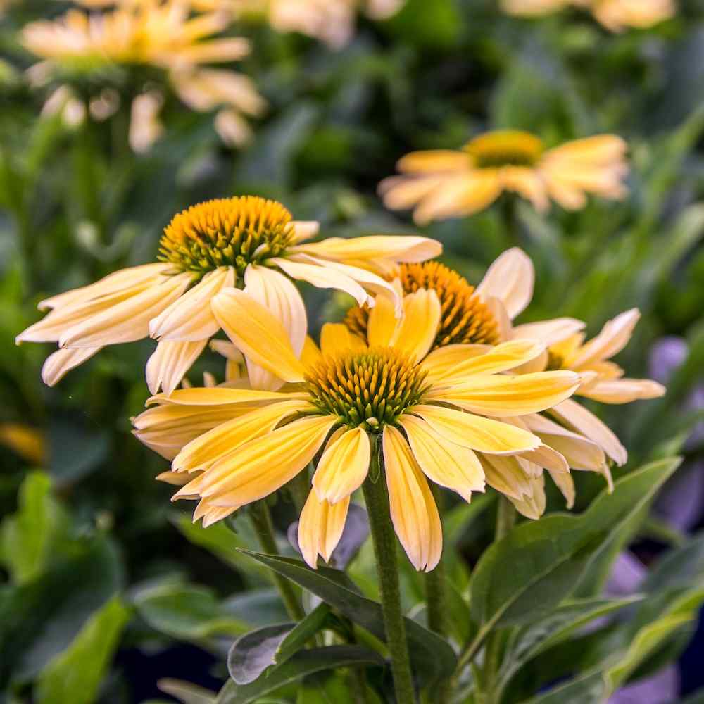 Echinacea ‘Chiquita’ – Solhatt