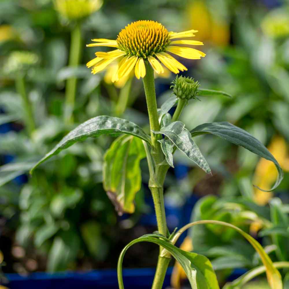 Echinacea Cleopatra