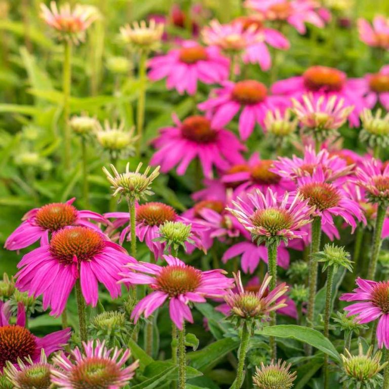 Echinacea Crazy Pink