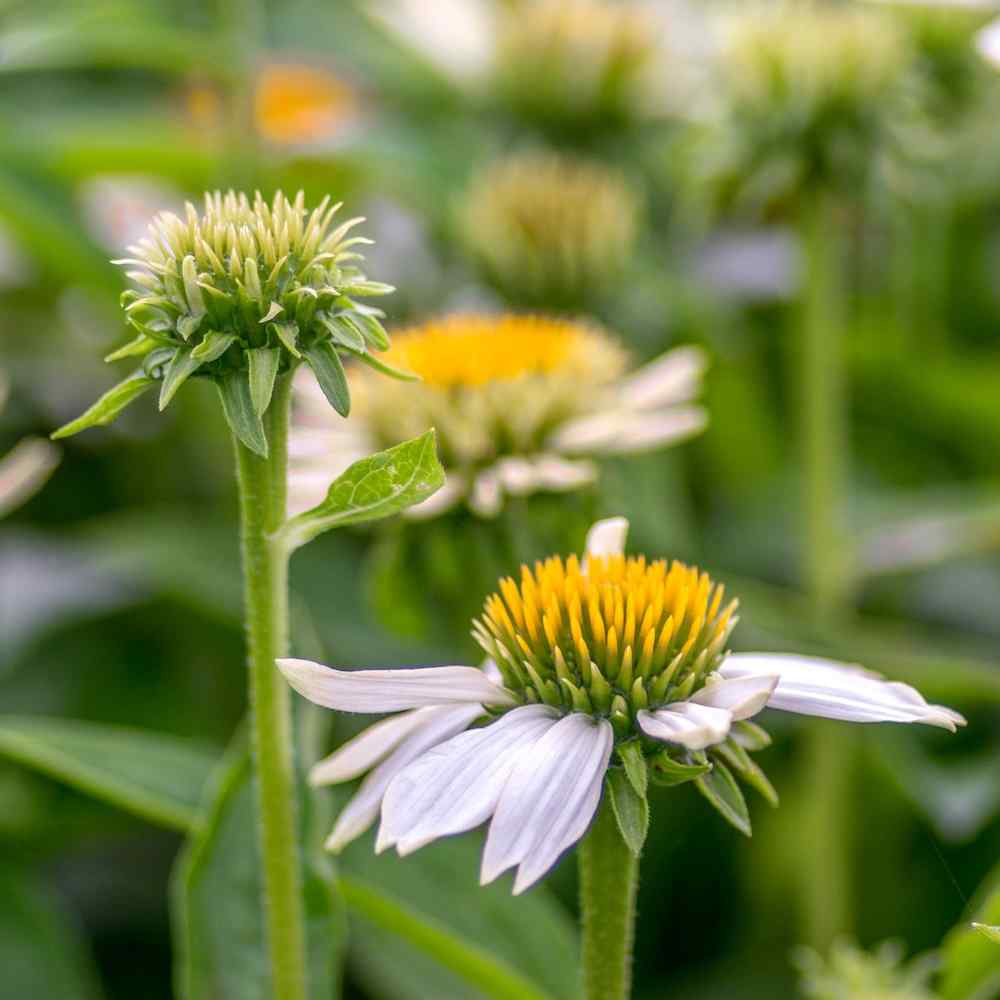 Echinacea ‘Crazy White’