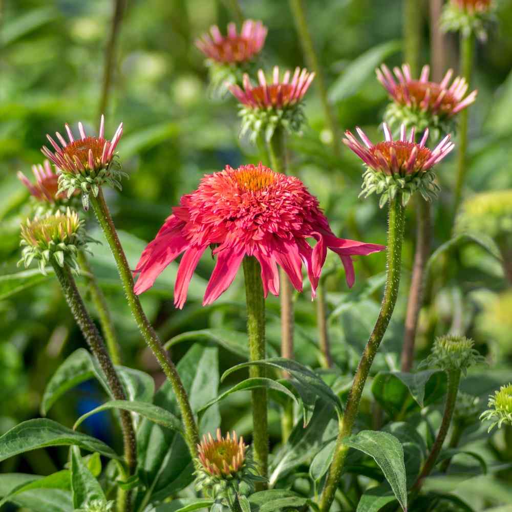 Echinacea ‘Double Scoop Mandarin’ – Solhatt