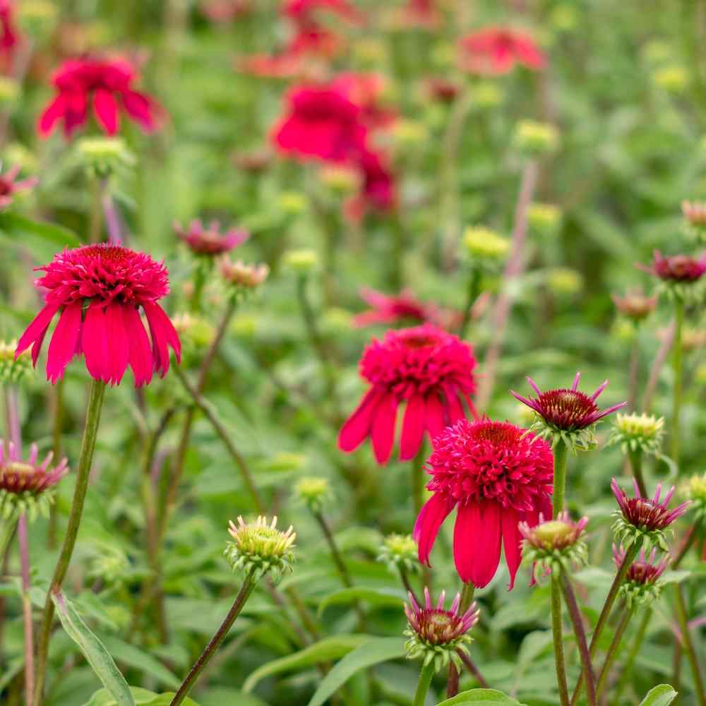 Echinacea ‘Double Scoop Raspberry’ – Solhatt