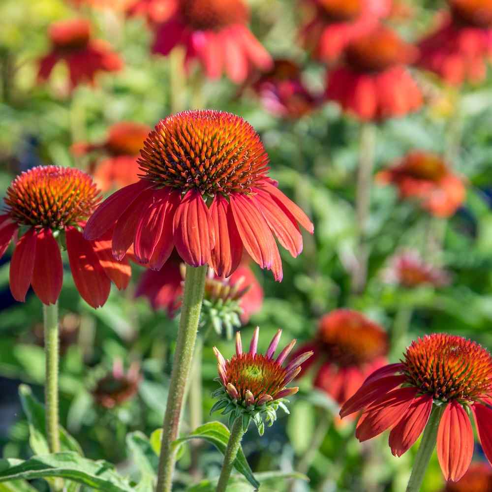 Echinacea Flamenco Orange