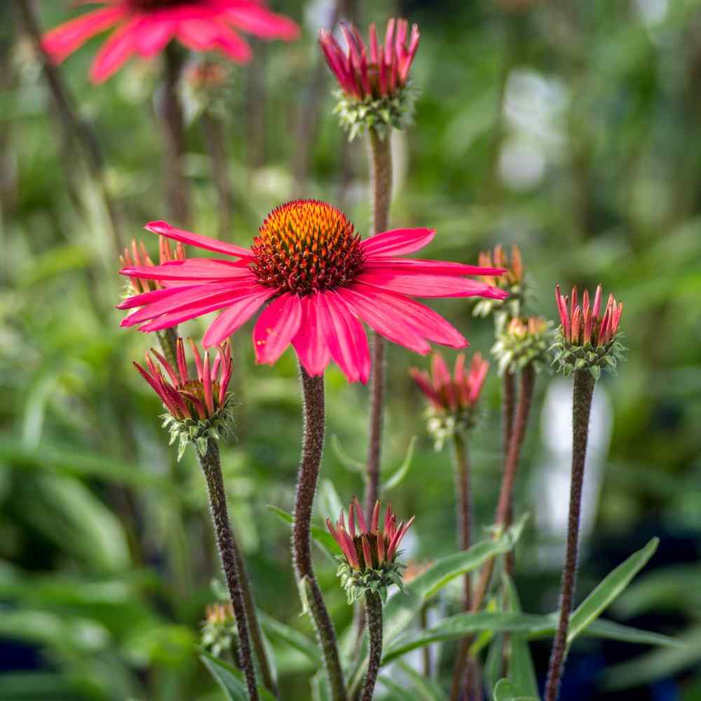 Echinacea Glowing Dream