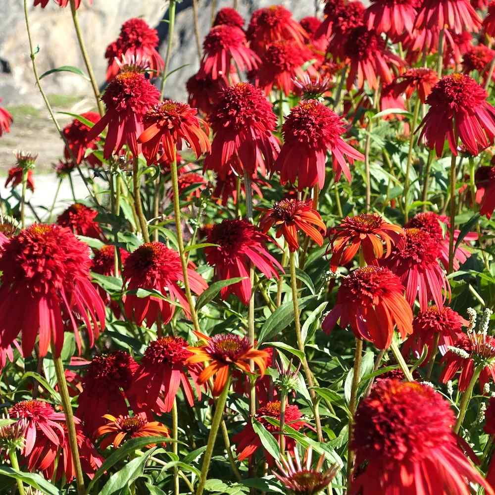 Echinacea ‘Hot Papaya’ – Solhatt