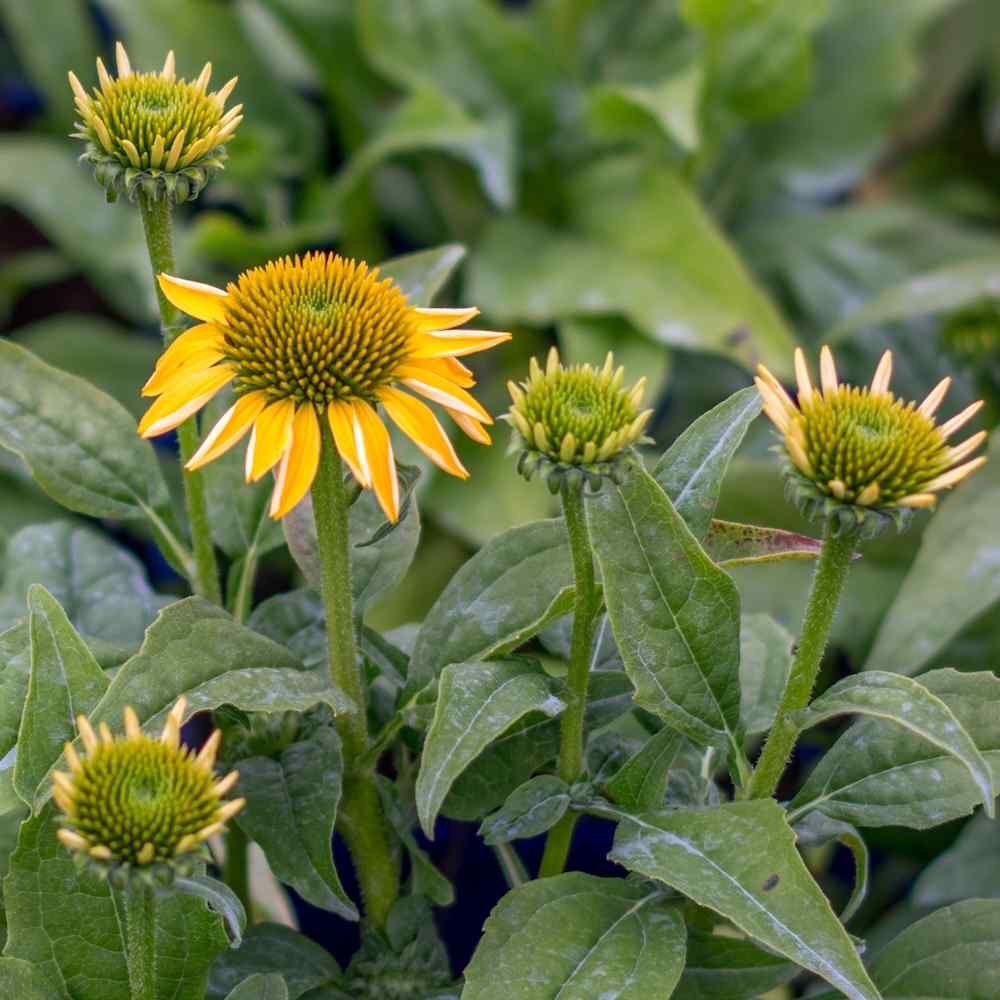 Echinacea Lemon Yellow