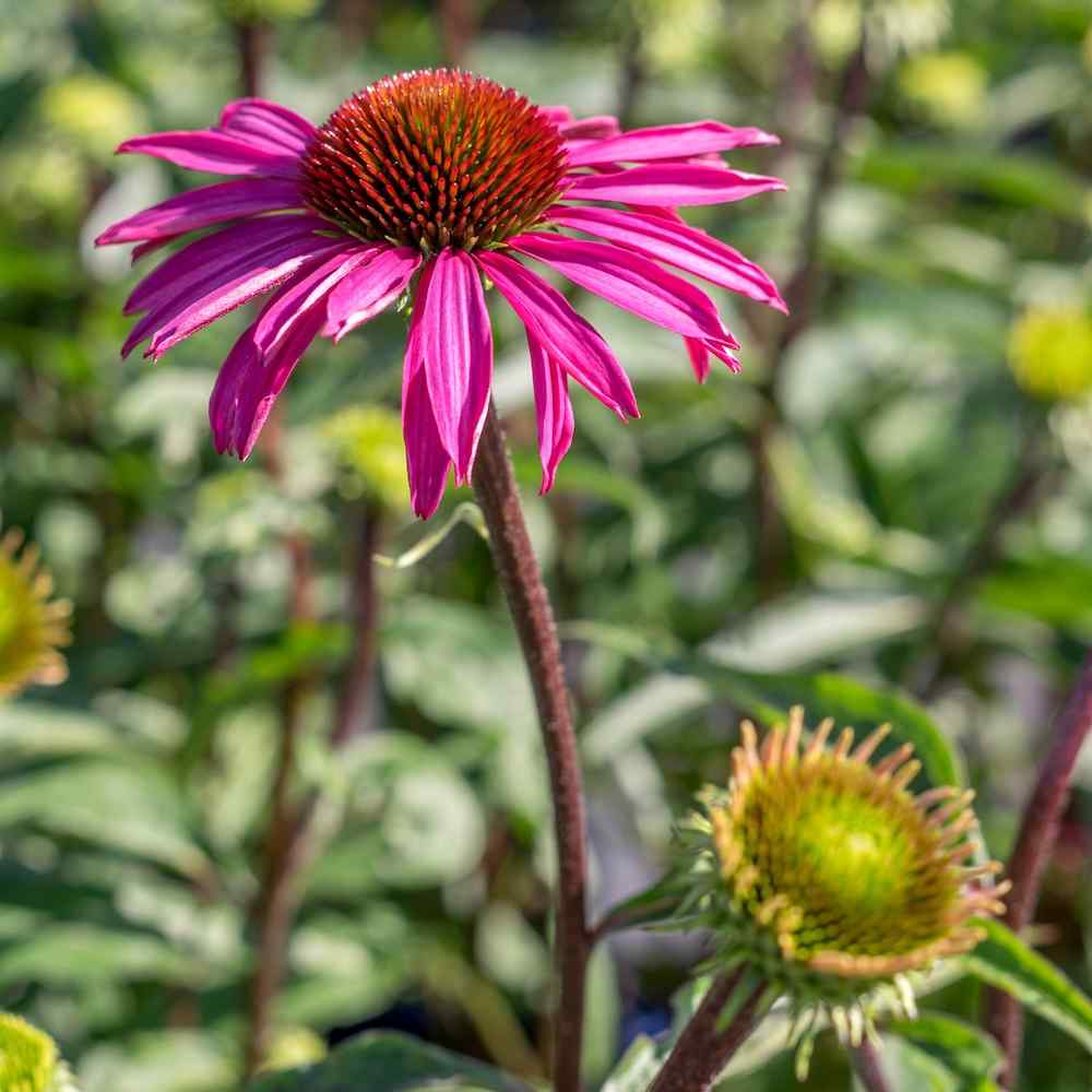 Echinacea Pica Bella