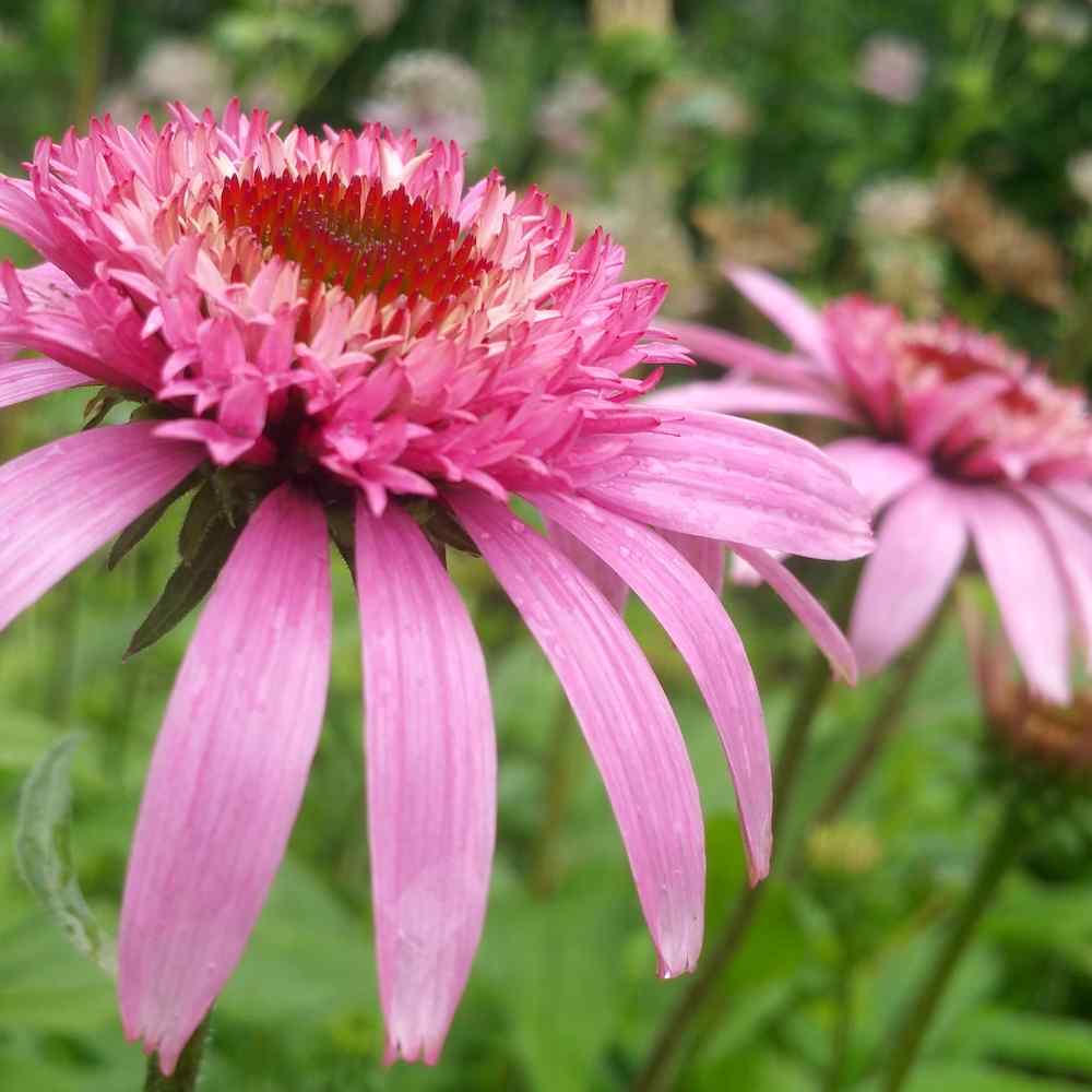 Echinacea purpurea ‘Pink Double Delight’ – Purpursolhatt