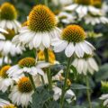 Echinacea Powwow White