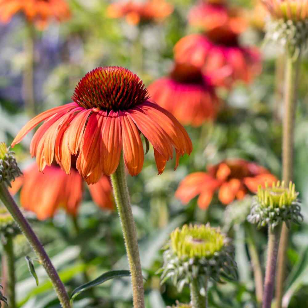 Echinacea purpurea ‘Rainbow Marcella’ – Purpursolhatt