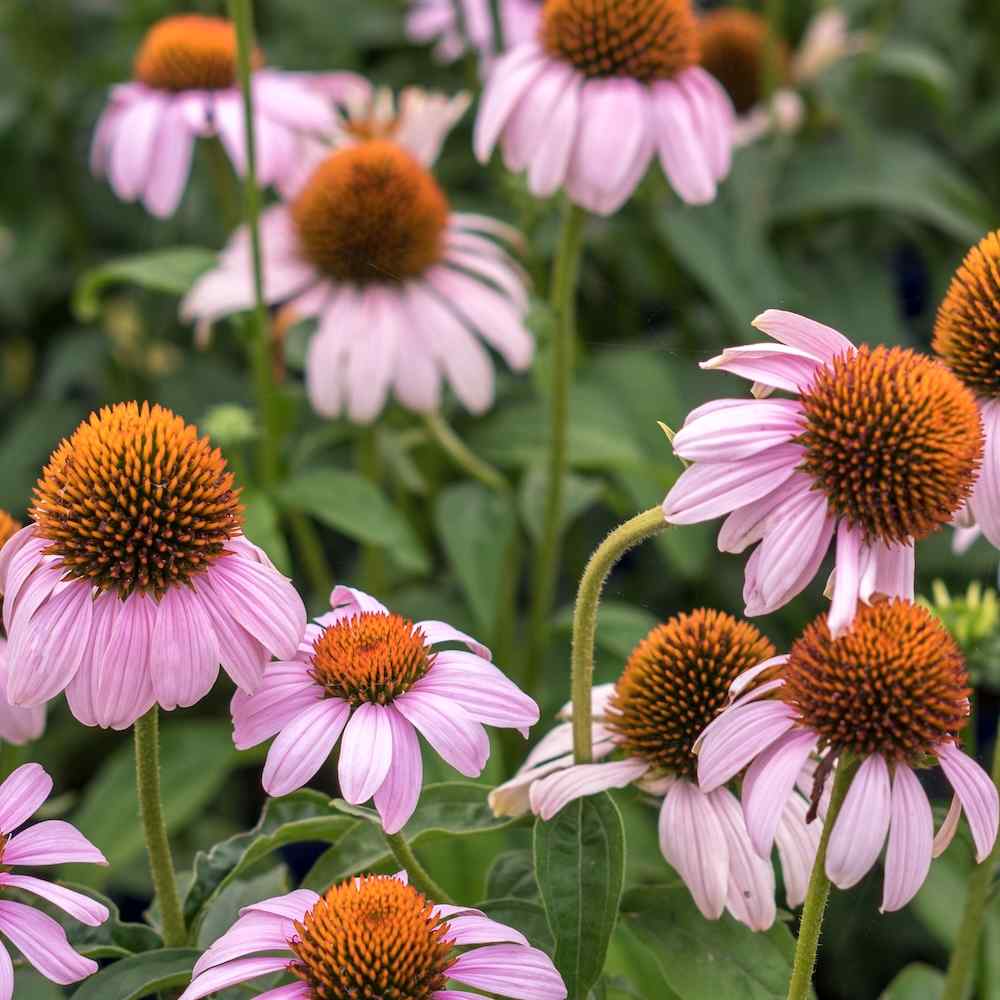 Echinacea Rosita