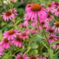 Echinacea Ruby Star