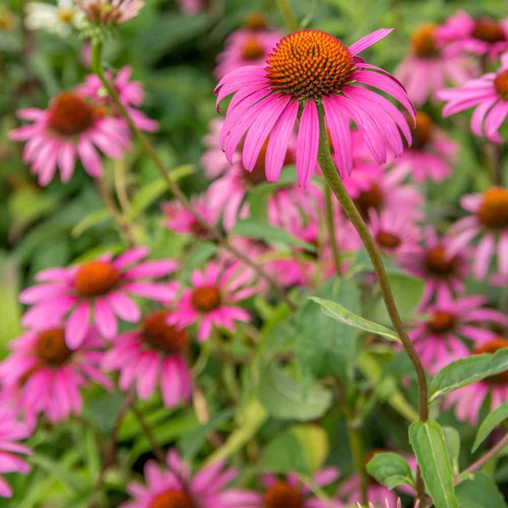 Echinacea purpurea ‘Ruby Star’ – Purpursolhatt