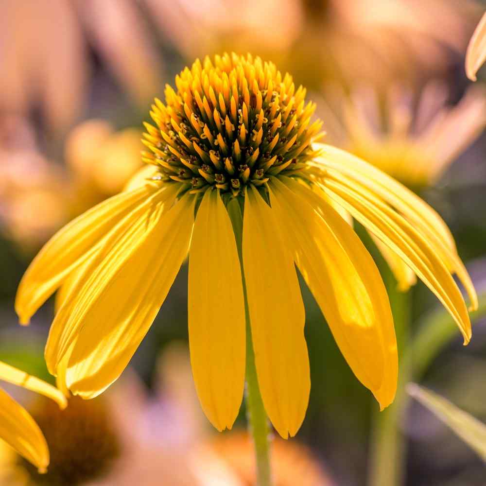 Echinacea ‘Summer Breeze’ – Solhatt