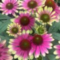 Echinacea Sweet Sandia