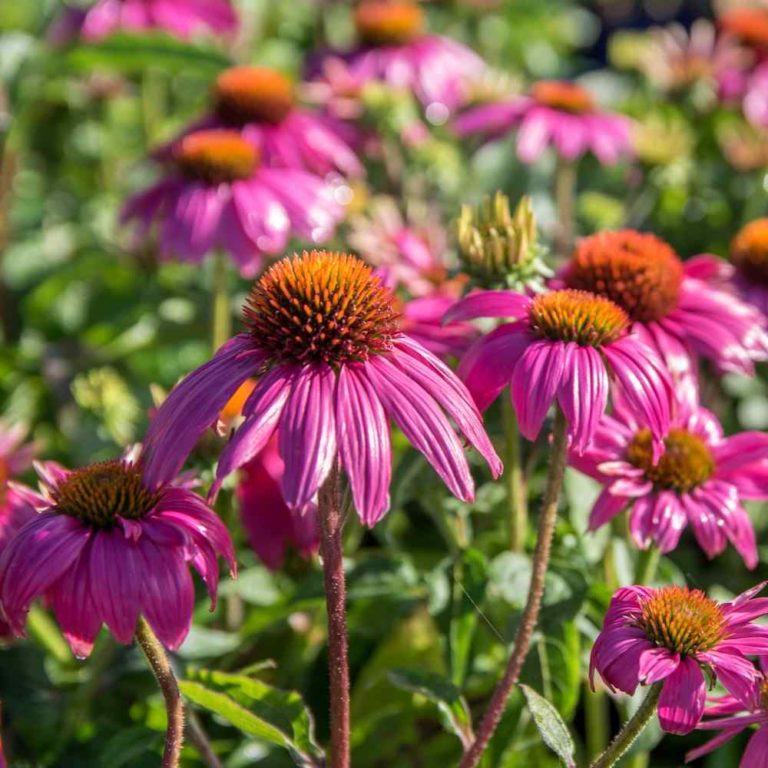 Echinacea Wild Berry