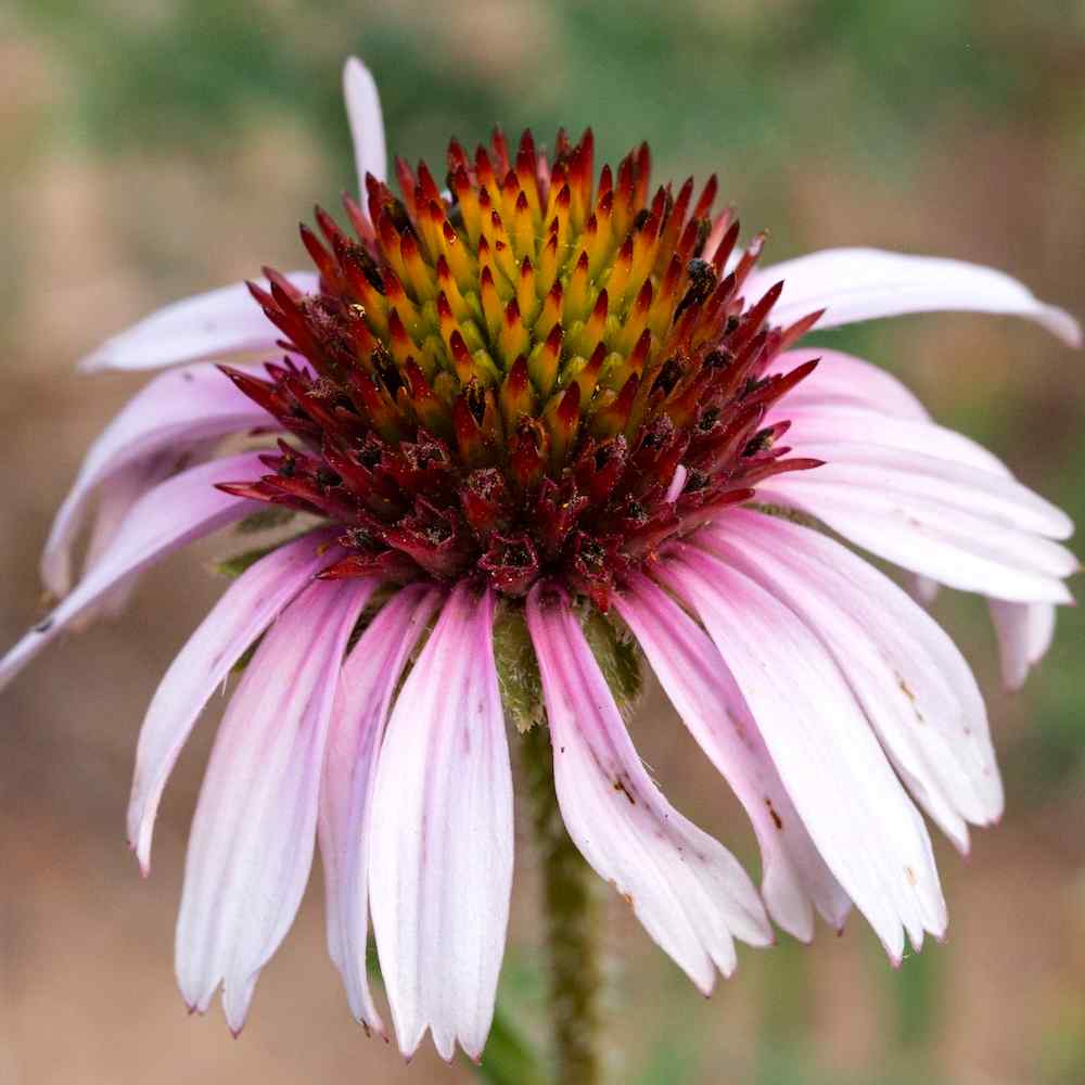 Echinacea angustifolia – Smalbladsolhatt