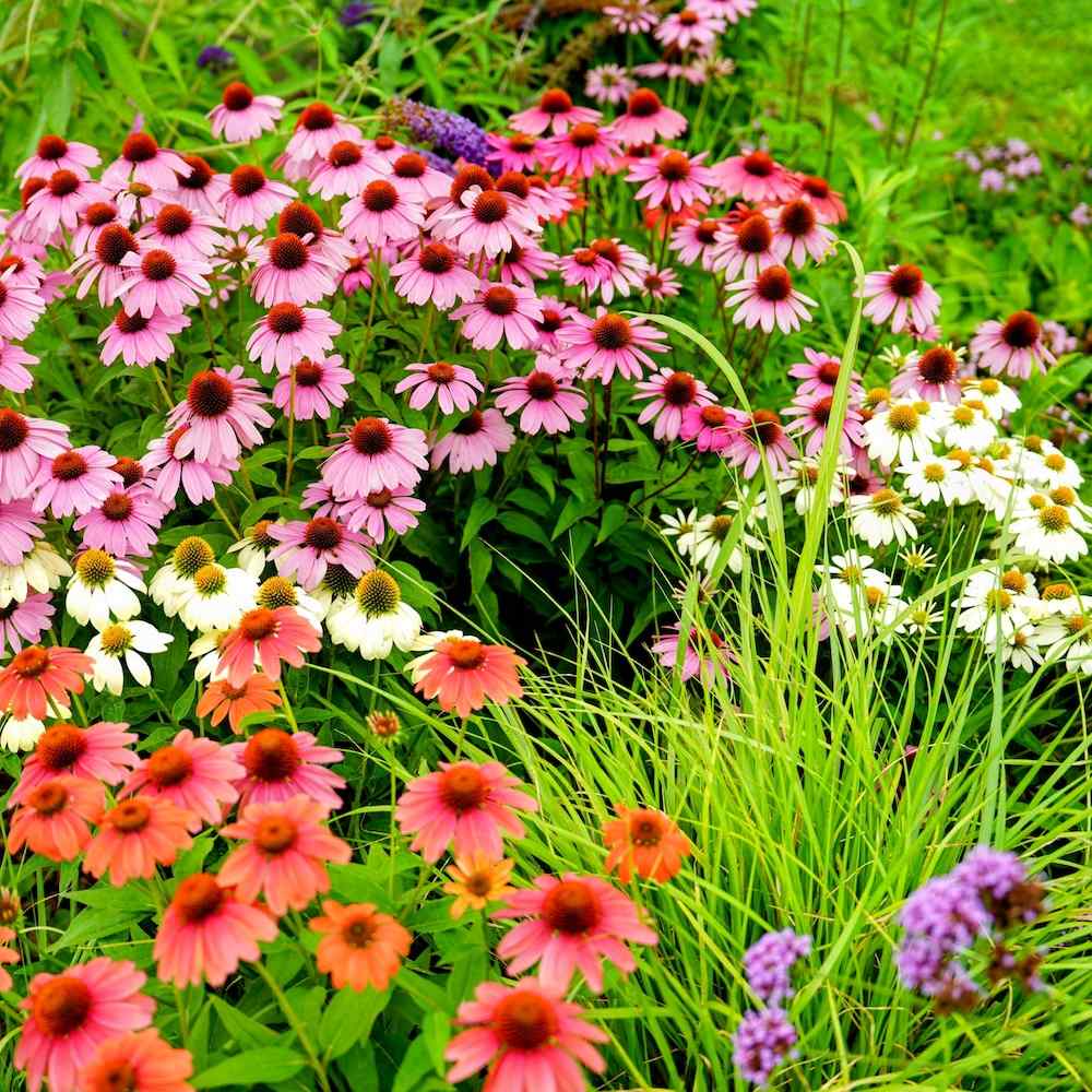 Planteguide: Echinacea – Solhatt