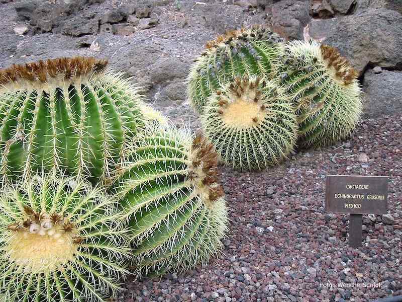 La Lajita Oasis Parc, Fuerteventura - Echinocactus grusonii