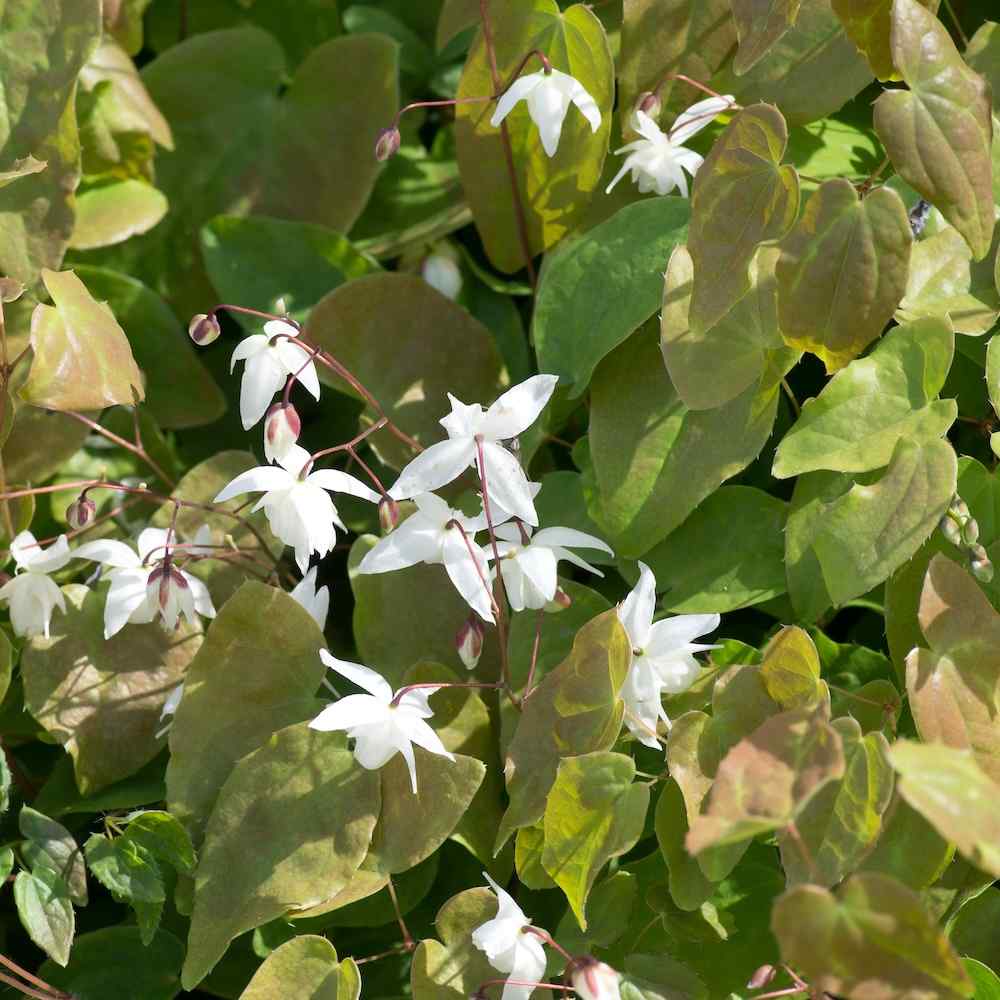 Epimedium x youngianum ‘Niveum’ – Bispelue