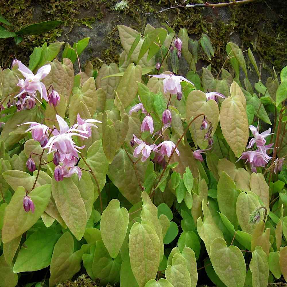 Epimedium x youngianum ‘Roseum’ – Bispelue