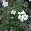 Erodium crispa