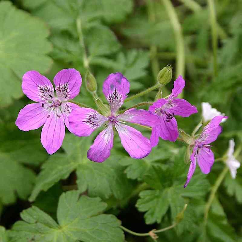 Erodium manescavii