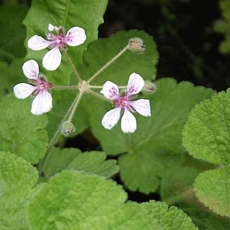 Erodium pelargoniflorum